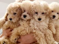 4 wunderschöne Toypudel Welpen (alle Rüden) suchen ein