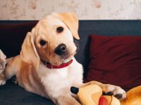 Hallo zusammen, wir verkaufen unsere Hündin. Sie ist am