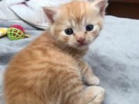 Hallo, liebe zukünftige Familie. Unsere Amerikanische