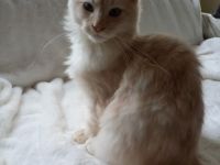 Mein letzter wunderschöner Maine Coon Kitten Kater