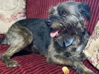 Rüde Bruno / kastriert / derzeit noch in Griechenland