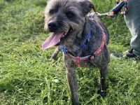 Rüde Bruno / kastriert / derzeit noch in Griechenland