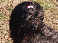 Wir haben noch schwarze Briard-Rüden die eine nette