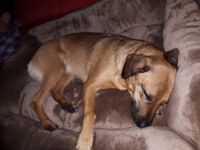 Luna, Liebe Hundefreunde. Ich suche ein neues,