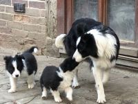 Wir züchten eine Mischung aus Arbeitslinie und