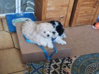 Meine Hündin Villa hat am 1.06..23 einen Wurf von 2