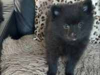 Aus unserem Wurf (4 Welpen, geboren 31.10.2021) ist nur