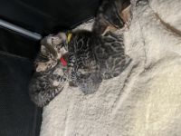 Unsere Snow Bengal Katze hat Ende Februar vier