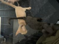 Zum verkauft stehen 2 tolle Babys. Die kleinen sind am