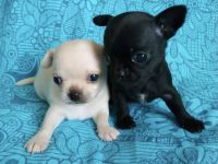 Am 12.25.2023 hat unsere kleine reinrassige Chihuahua