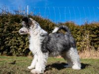 Am 06.12.2021 hat unser A-Wurf das Licht der Welt