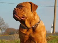 Bordeauxdogge, Welpen