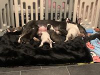 Hallo unsere Hündin hat am 10.02.2022 7 gesunde Welpen