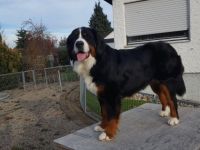 Bernersennen Hund Welpen WURFANKÜNDIGUNG 2025