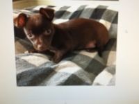 Chihuahua, Welpen