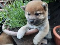 Wunderschöne reinrassige Shiba Inu Welpen können mit