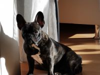 Lia, Wir suchen schweren Herzens ein neues Zuhause für