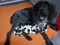 vom Bischhofstein " VDD"