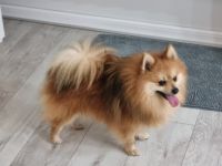 IRA, Mladi pomeranski špic, izvrsnog zdravlja i naravi.