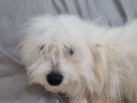 Tedi, Mladi razigrani pas, veselog temperamenta, naučen