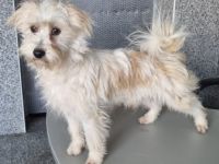 Iznenadno leglo kombinacija dviju prekrasnih pasa. Vrlo