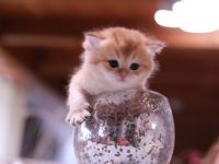 Hallo Katzen Freunde Wir suchen ab Anfang May für