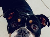 Englische Bulldogge Hündin 3 jahre alt sucht ein gutes