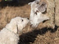 Der Kuvasz- ein Allrounder Ideal zum bewachen nicht nur