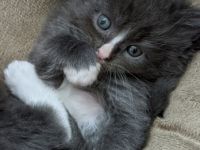 Ab Anfang Mai suchen 3 kleine, aufgeweckte und