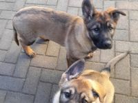 Verkaufe Deutsche Schäferhund Welpen mit geradem Rücken