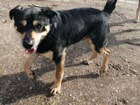 CHARLY- zurückhaltender Ballprofi