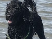 Bandaraneyko of Okinava, Fabio Franjo