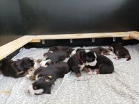 *** die Welpen sind da ☺️ *** Am 26.02.2022 hat unsere