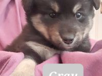 40 zauberhafte Pfötchen sind eindeutig Zuviel. Zu