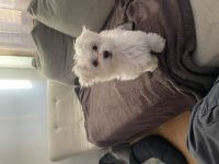 Malteserwelpen 3,5 Monate, geimpft, gechipt, EU-Pässe.