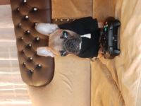 Hallo guten ich verkaufe eine französische bulldogge