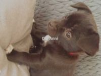 Meine wunderbaren beiden Chihuahua haben mir 3