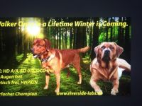 Once in a Lifetime Winter is coming Walker