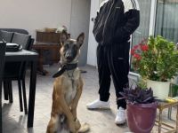 Ich biete hiermit meinen Rüden Namens Zimba als