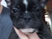 Unsere zuckersüßen Bully Babys haben das Licht der Welt