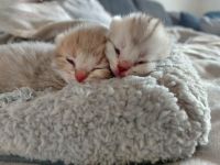 Mein BKH hat am 27.02.2022 ein Kätzchen und ein Kater