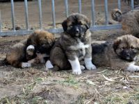 Entzückende Kaukasenkinder, geb 19.01.2022, Rüden und