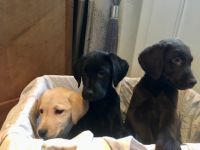 Unsere reinrassigen Labrador Welpen suchen ab sofort