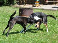 "Pfötchen-Camp" der Kleinen-Reitstation