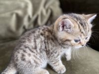 Hallo liebe Katzenfreunde, unsere Katze hat am 30.01