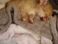 Verkaufe meine 4 Monate alten chihuaua Er ist komplett