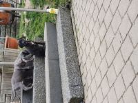 Hallo auf diesem Wege suchen noch 10 Doggen Welpen ein