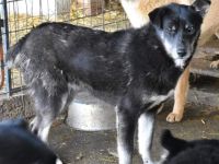 Alani sucht ihre Menschen