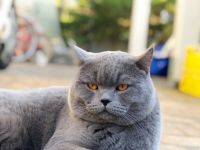 Reinrassiger erfahrener blauer BKH Deckkater Blutgruppe B