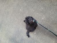 Der wunderschöne Kleinpudel Rüde, 4 Monate sucht sein